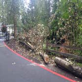 Blooma Tree Experts LLC