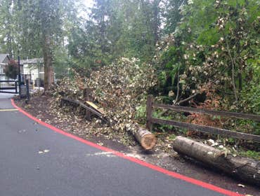 Blooma Tree Experts LLC