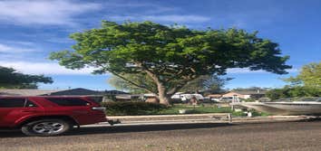 Advanced Contracting Tree Service
