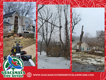 Photos by Guacamaya Tree Service & Lawncare Inc #11