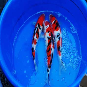 Santa Barbara Koi