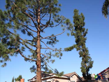 Photos by Estates Tree Service #1