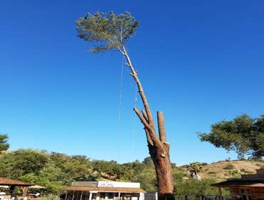 Tree removals