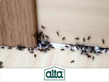 Photos by Alta Pest Control #1