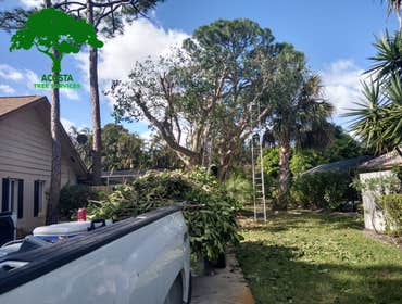 Photos by Acosta Tree Service Inc #11