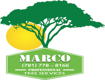 Photos by Marco Professional Tree Services #1