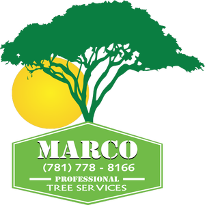 Photos by Marco Professional Tree Services #1