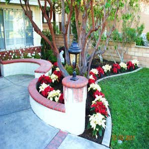 PAM'S CHRISTMAS PARTY LANDSCAPING Pam called us (2) day's before her Party !
She wanted a Disneyland type of Landscaping