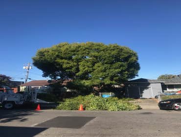 Photos by Encinal Tree Service Inc #18