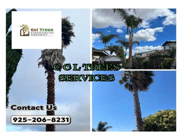 Photos by Ccl Trees Services #1