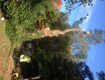 Tree Service South Jersey