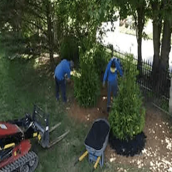 Tree Service Flagstaff
