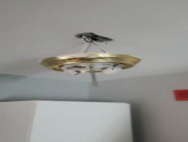 Premier Electrical Building & Inspections
