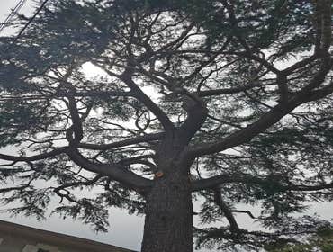 Photos by Moreno Tree Service #1
