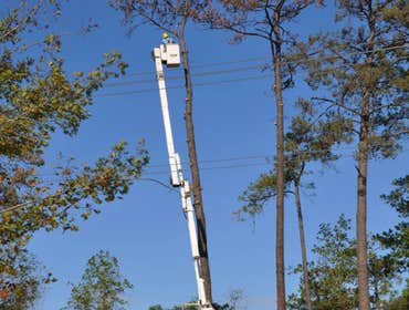 Photos by Burlington Tree Care & Removal Service #1