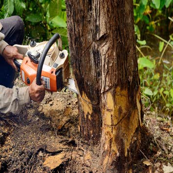 Bayside Tree Removal Service