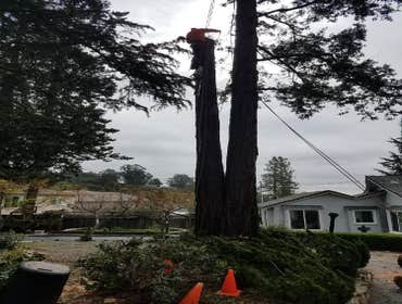 Photos by Moreno Tree Service #1