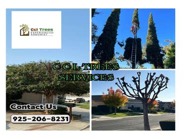 Photos by Ccl Trees Services #1