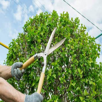 Luis Lopez Tree & Lawn Services