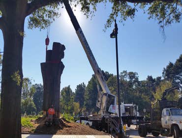 Photo(s) from Cs Tree Services