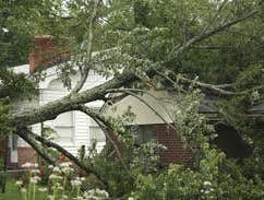 Photos by Elite Tree Care #1