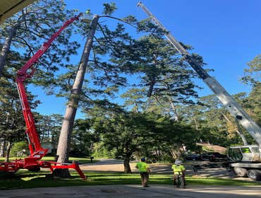 tree planting