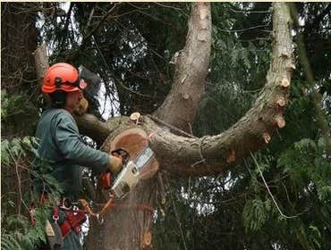 Photos by Wally's Tree Service #1