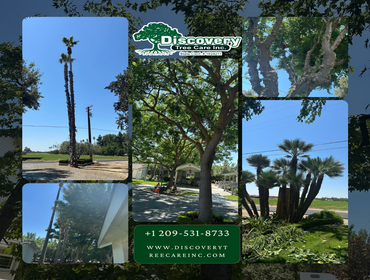 Photos by Discovery Tree Care, Inc #19