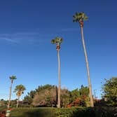 True Star Tree Service Fontana