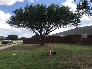 Photos by K-perez Tree Services #1