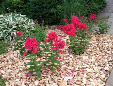 Perennial blooms Jul-Sept.