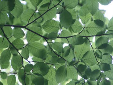 Photos by Greenwood Tree Service #1