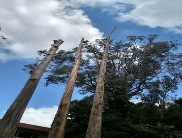 Photos by Moreno Tree Service #1