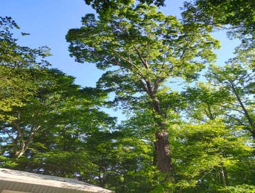 Flores Tree Services General & Landscaping