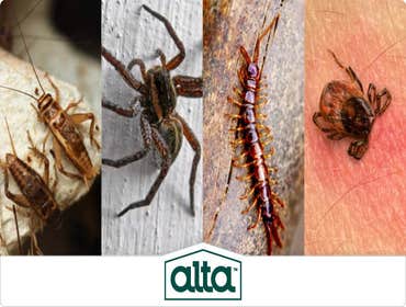 Photos by Alta Pest Control #1