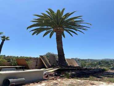 Photos by California Green Tree Care #1