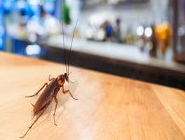 Photos by Pest Control Pros #1