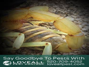 Pest Control Service