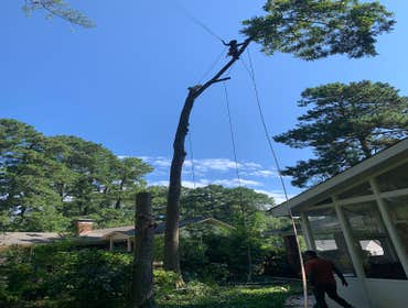 Photos by Kings Tree Service & Landscaping Co #7