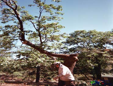 Photos by Estates Tree Service #1