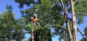 Alexandria Tree Services Unlimited