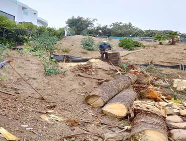 Photos by Villeda Tree Services #1