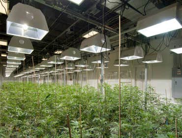 Grow Photos