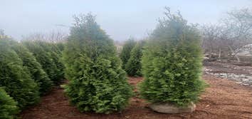 Evergreens Nursery Trees LLC