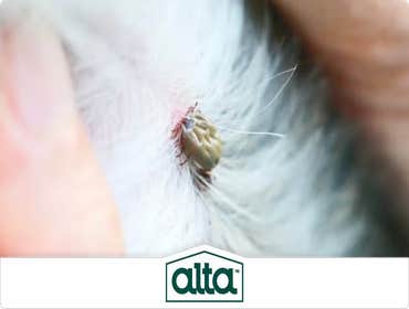 Photos by Alta Pest Control #1