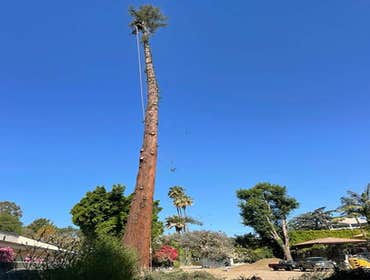 Photos by Villeda Tree Services #1