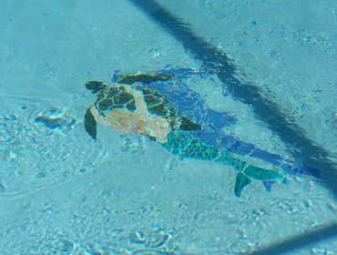 Photos from Destiny Pools And Spas