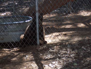 Nm Bear watch 9-23-11