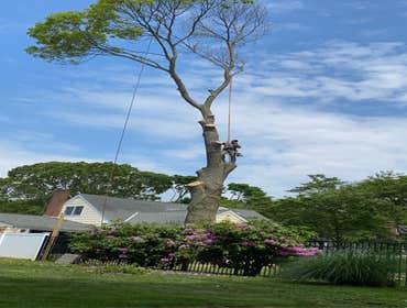 Photos by Jose Tree Service #1