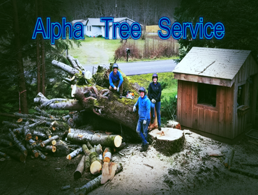 Photos by Alpha Tree Service #1